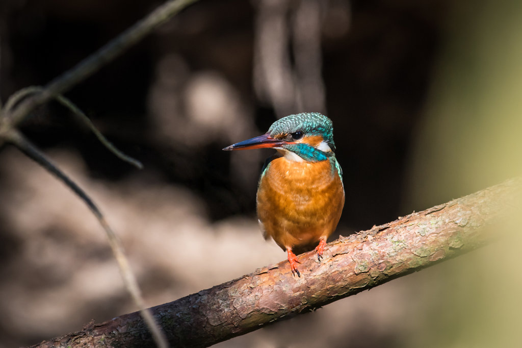 81D6086-Eisvogel.jpg