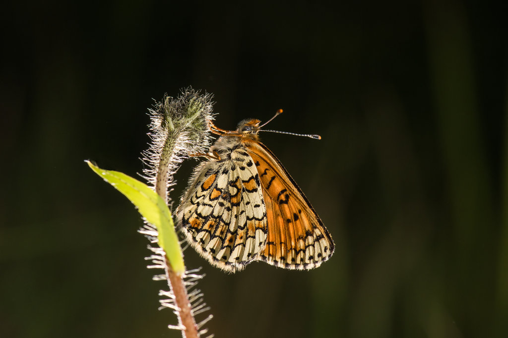 81D6846-Wegerich-Scheckenfalter.jpg