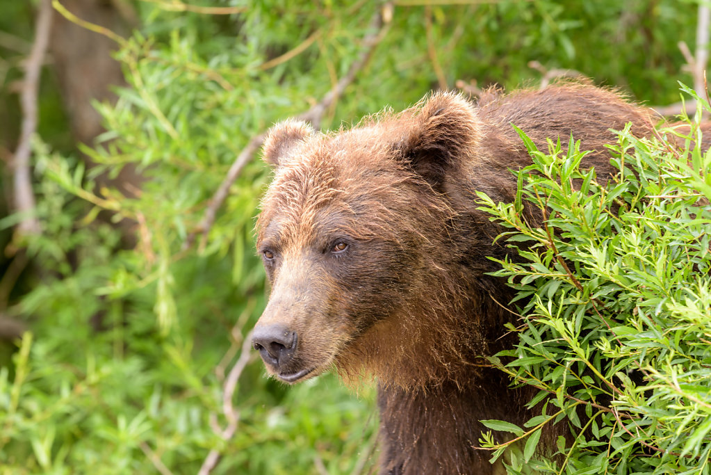 81D2528NEF-Kamchatka-0552-6.jpg